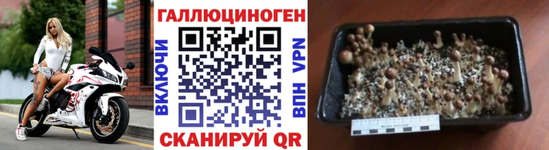 Галлюциногенные грибы прущие грибы  Калининград 